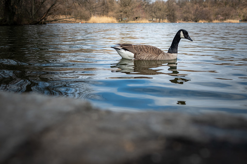 Low angle view of a Canada goose in Prospect Park Brooklyn