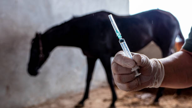 Horses were trapped in a stable to prevent infection of African horse sickness virus Horses were trapped in a stable to prevent infection of African horse sickness virus dental drill stock pictures, royalty-free photos & images