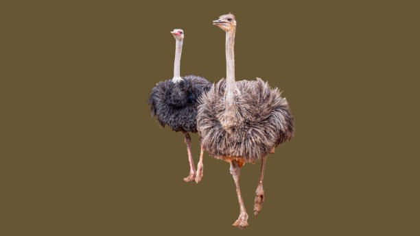Ostrich in the farm Ostrich in the farm ostrich farm stock pictures, royalty-free photos & images