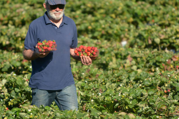 istock Strawberry farmer carrying boxes with freshly picked strawberries 1221094681