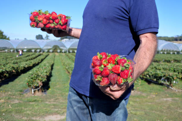 istock Strawberry farmer carrying boxes with freshly picked strawberries 1221094698