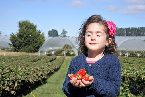 Young girl (age 4-5) carrying fresh strawberries during pick up. Real people. Copy space