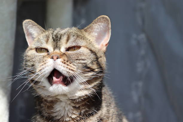 istock A cat talking to you in the sunlight. 1221096406