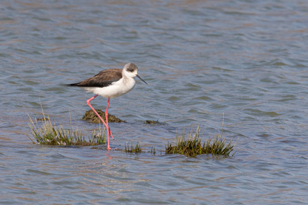 istock Black-winged stilt walks in the water 1221097360