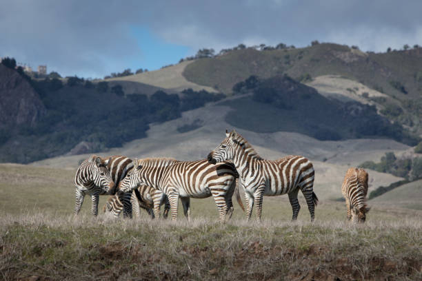 zebragruppe im grasfeld mit küstenbergen im hintergrund - san simeon stock-fotos und bilder