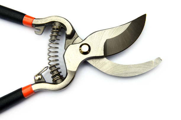 istock Black garden secateurs isolated on a white background. 1221100222