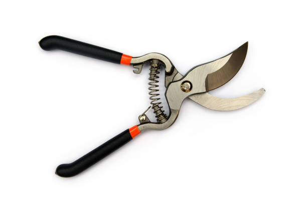 Vineyard scissors.