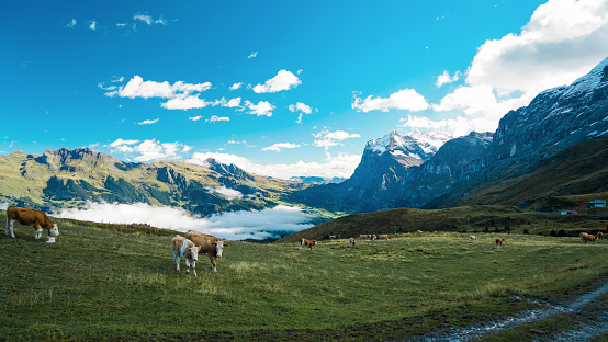 Bachalpsee-First Grindelwald Switzerland