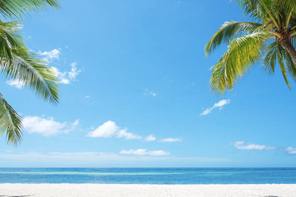istock Summer tropical beach with coconut palm trees copy space scene 1221101820