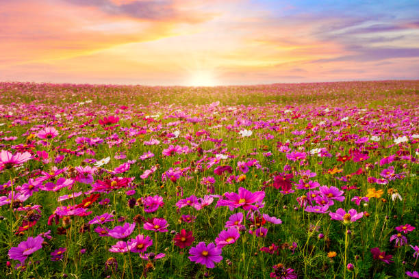 美しく、夕日のコスモス花畑の風景の素晴らしい - コスモス ストックフォトと画像