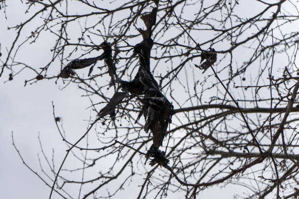 Close up photo of black plastic caught in bare tree branches on a winter day