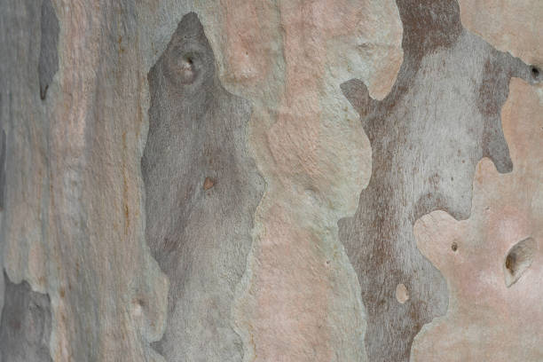 nahaufnahme von rosa und braun eukalyptus baum rinde textur - bark textured close up tree stock-fotos und bilder