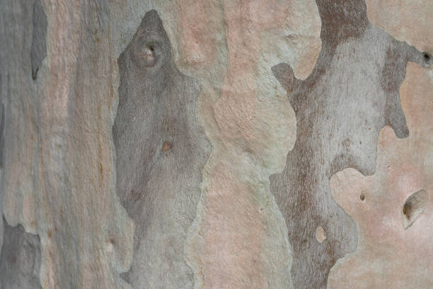 fermez-vous vers le haut de la texture rose et brune d’écorce d’arbre d’eucalyptus - bark textured close up tree photos et images de collection