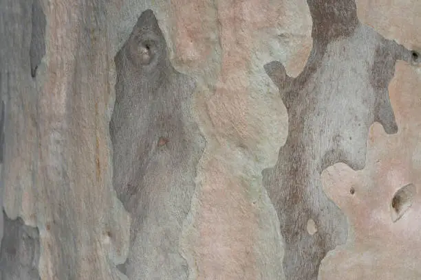 Close up photo of pink and brown eucalyptus tree bark texture