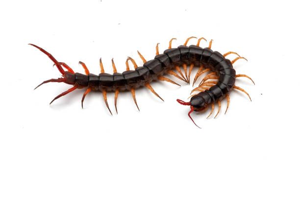 Giant centipede isolated on white background Giant centipede isolated on white background myriapoda stock pictures, royalty-free photos & images