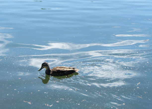Photo of a brown duck swimming in a pond on a sunny day