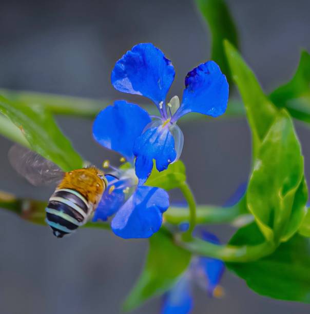 Bee hovering over a flower this bee was captured in full flight trying to land on the beautiful blue flower Captured in the right moment as I was taking picture of the plant
