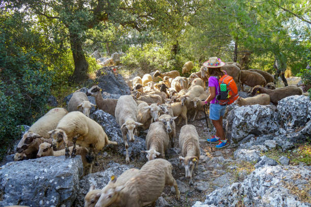 istock During trekking, the woman sees sheep. 1221113348