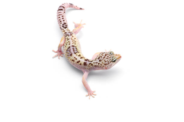 istock The common leopard gecko isolated on white background 1221113904