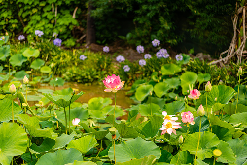 Lotus pond