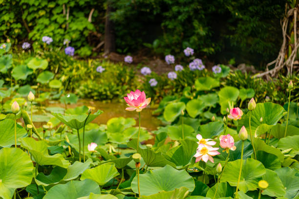 flora w: blue lotus water garden victoria australia - victoria water lily zdjęcia i obrazy z banku zdjęć