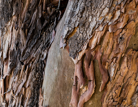Close up photo of textured red and gray tree bark