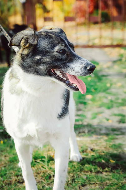 istock Beautiful white dog with black spots. Vertical photo. 1221114829