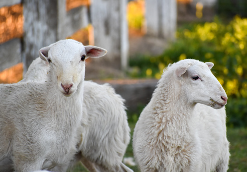 Two pretty innocent angelic white sheep standing in wildflower filled pasture