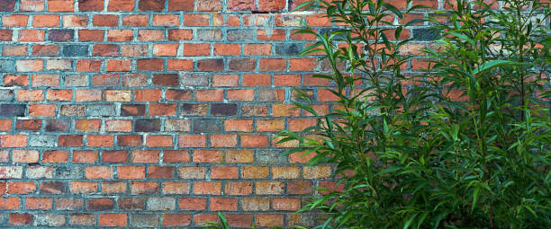 istock A bush against a dark red brick wall. 1221115720
