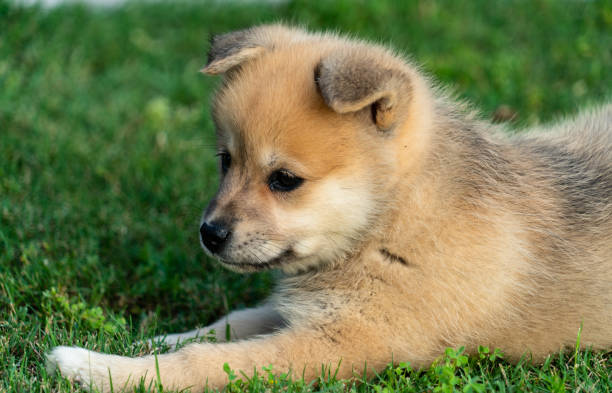 istock Pomsky Puppy laying in the grass 1221116480