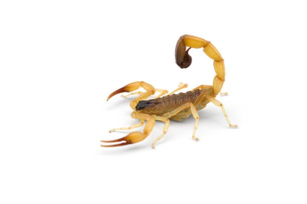 istock African venom Scorpion isolated on white background 1221117218