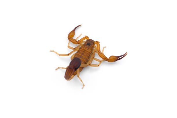 istock African venom Scorpion isolated on white background 1221117225