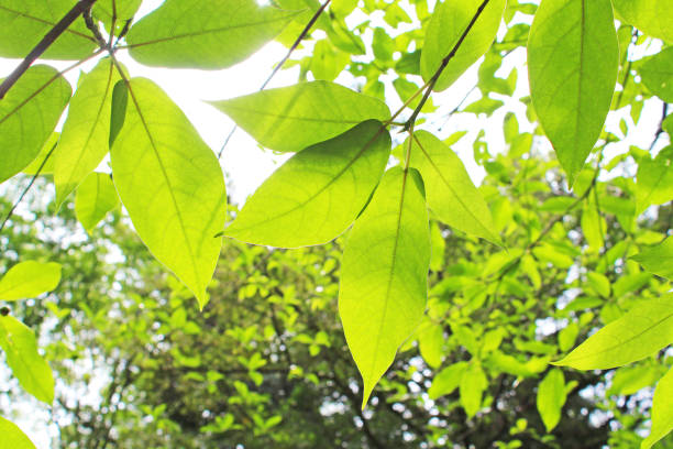 istock Scenery of the fresh green forest. 1221118292