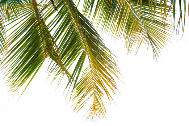 밝은 배경에 녹색 코코넛 야자수 잎 - mexico close up frond nature 뉴스 사진 이미지