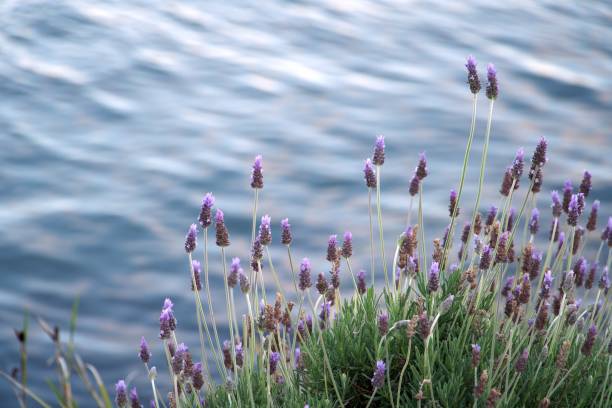 Scented lavender outdoors with the blue ocean on background. Field of purple flowers on a meadow. Natural horizontal landscape.
