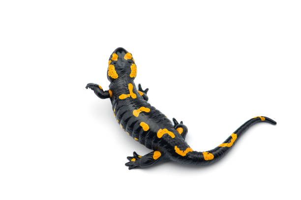 istock The fire salamander isolated on white background 1221119480