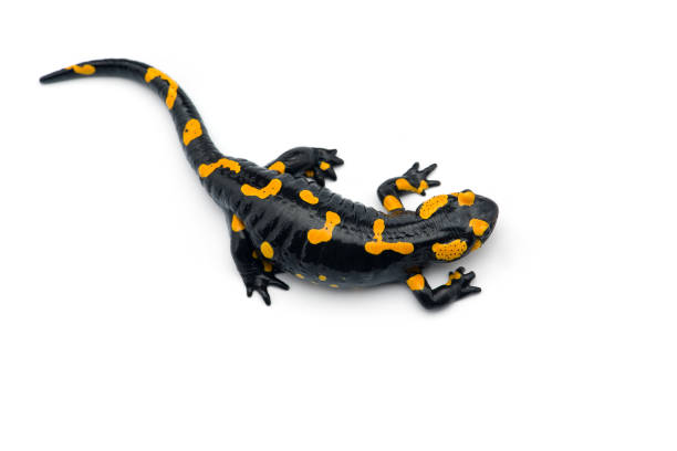 istock The fire salamander isolated on white background 1221119553