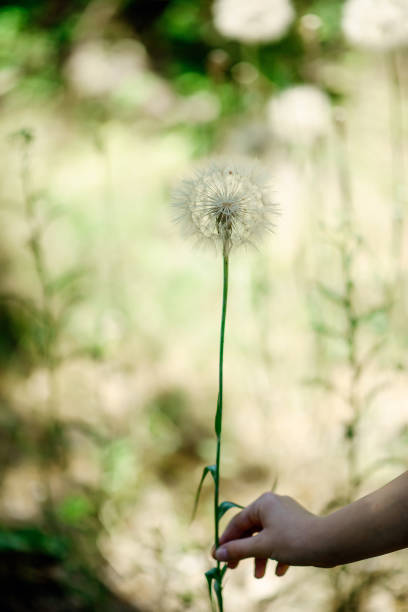 istock Big white fluffy soft dandelion in a hand on a green summer background. Soft focus. 1221121631