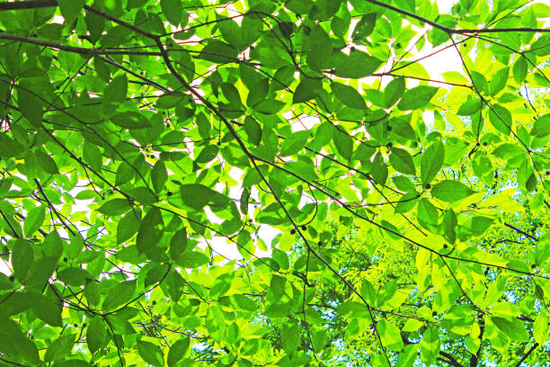 istock Scenery of the fresh green forest. 1221124075