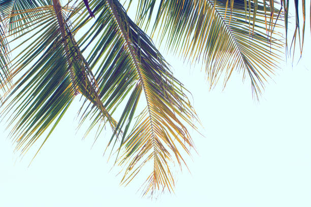 green coconut palm tree leafes on the light background - leafes imagens e fotografias de stock