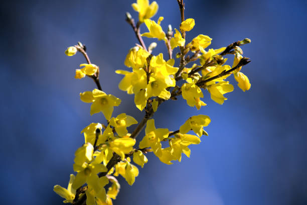 istock Forsythia flowers in the garden. 1221125981
