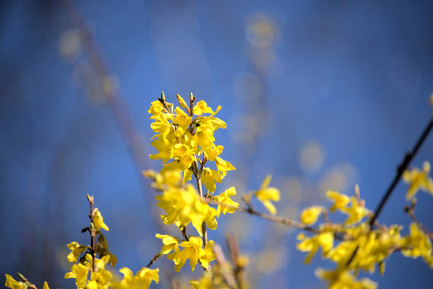 istock Forsythia flowers in the garden. 1221126441