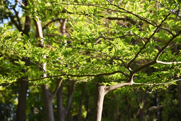 istock Styrax japonica (Japanese snowbell) bark and leaves 1221127191