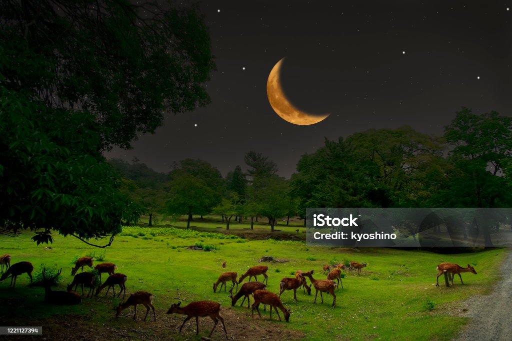 Sika Deer herd under crescent moon Beautiful Sika Deer herd under crescent moon in forest. Animal Stock Photo