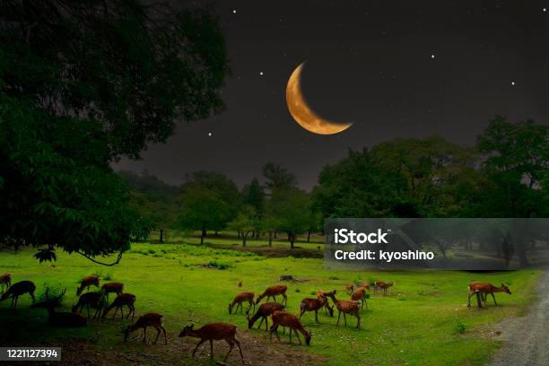 Sika Deer Herd Under Crescent Moon Stock Photo - Download Image Now - Animal, Animal Family, Agricultural Field