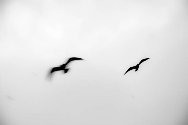 istock 2 flying birds one is just waving wings 1221127402