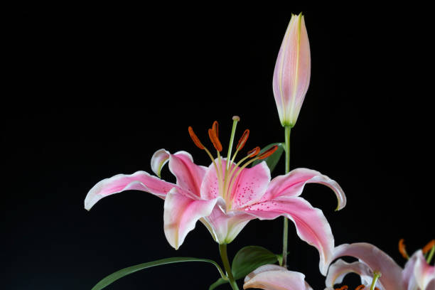 istock Pink lily in the glass vase 1221127557