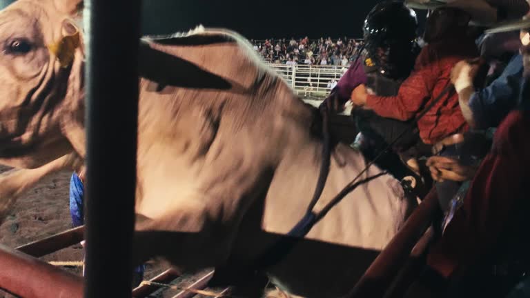 A Bull Rider Wearing a Protective Helmet Prepares to Sit on a Bull before Competing in a Bull Riding Event in a Stadium Full of People at Night before the Bull Starts Jumping and Rearing Up in Its Pen