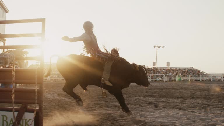 Slow Motion Shot of a Bull Rider Competing in a Bull Riding Event in a Stadium Full of People at Sunset