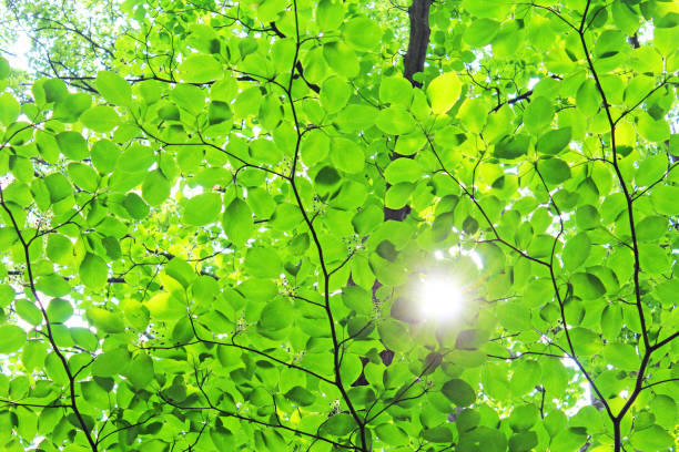 istock Scenery of the fresh green forest. 1221129536